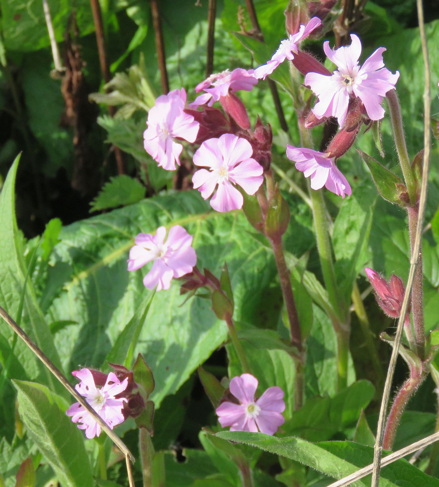   Red Campion  